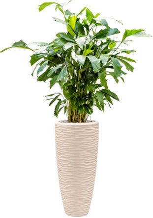 Pflanzen Arrangement „Caryota mitis & Baq Polystone Seaside“ Beige, Ø 45 x 150-160 cm