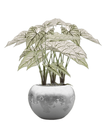 Pflanzen Arrangement „Caladium in Baq Luxe Lite Glossy Silver“ Ø 45/ Höhe 80-90 cm