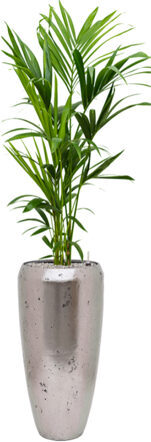 Pflanzen Arrangement „Kentia Howea forsteriana & Opus Raw“ Silber, Ø 40 x 150-160 cm