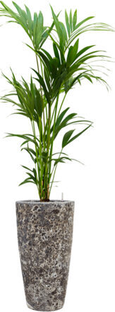 Pflanzen Arrangement „Kentia Howea forsteriana & Baq Lava“ Relic Black, Ø 70 x 180-190 cm