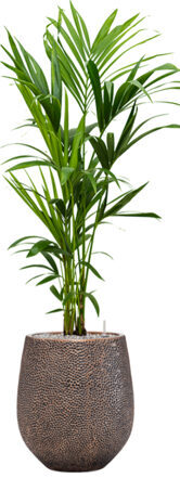 Pflanzen Arrangement „Kentia Howea forsteriana & Opus Hit“ Ø 40 x 140-150 cm