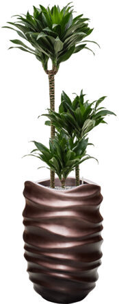Plant arrangement "Dracaena fragrans & Gradient Lee" Ø 40 x 140-150 cm