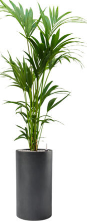 Pflanzen Arrangement „Kentia Howea forsteriana & Baq Basic“ Ocker, Ø 70 x 170-180 cm