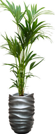 Pflanzen Arrangement „Kentia Howea forsteriana & Baq Gradient Lee“ Grau Matt, Ø 70 x 190-200 cm