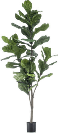 Lebensechte Kunstpflanze „Ficus Lyrata verzweigt“, Ø 60/ Höhe 150 cm