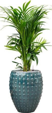 Plant arrangement "Kentia Howea forsteriana & Laos" Ocean Blue Ø 60 x 140-150 cm