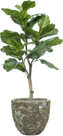 Pflanzen Arrangement „Ficus lyrata in Lava relic Jade“ Ø 36/ Höhe 120-130 cm