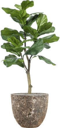 Pflanzen Arrangement „Ficus lyrata in Lava relic Rust“ Ø 36/ Höhe 120-130 cm