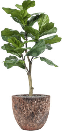 Pflanzen Arrangement „Ficus lyrata in Lava relic Pink“ Ø 36/ Höhe 120-130 cm