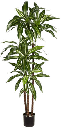 Lebensechte Kunstpflanze „Dracaena Fragrans“, Ø 60/ Höhe 150 cm