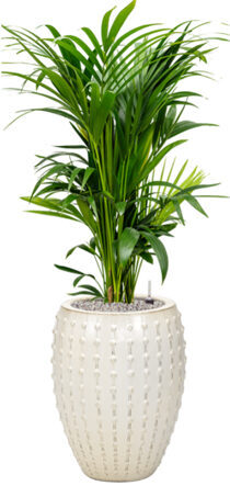 Arrangement de plantes "Kentia Howea forsteriana & Laos" Cream Ø 60 x 140-150 cm