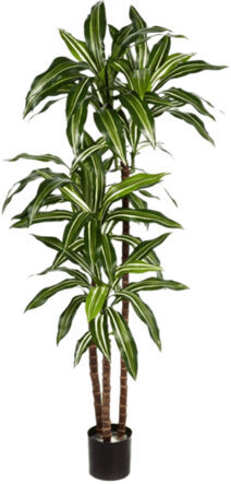 Lebensechte Kunstpflanze „Strelitzia Tuff“ Ø 120/ Höhe 230 cm