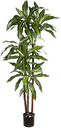 Lebensechte Kunstpflanze „Dracaena Fragrans“, Ø 50/ Höhe 120 cm
