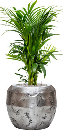 Pflanzen Arrangement „Kentia Howea forsteriana & Opus Raw“ Silber, Ø 60 x 120-130 cm