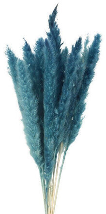 Pampasgras 15 Stiele (L 70-80 cm) - Blau