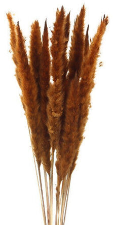 Pampasgras 15 Stiele (L 70-80 cm) - Braun