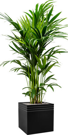 Pflanzen Arrangement „Kentia Howea forsteriana & Baq Line-up“ Schwarz, Ø 60 x 190-200 cm