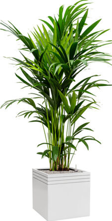 Pflanzen Arrangement „Kentia Howea forsteriana & Baq Line-up“ Weiss, Ø 60 x 190-200 cm