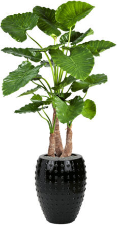 Pflanzen Arrangement „Alocasia calidora in Laos Black“ Ø 44/ Höhe 170-180 cm