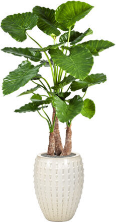 Plant arrangement "Alocasia calidora in Laos Cream" Ø 44/ height 170-180 cm
