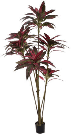 Lebensechte XL Kunstpflanze „Dracaena Red“, Ø 80/ Höhe 210 cm