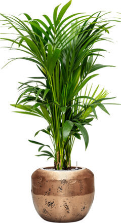 Arrangement de plantes "Kentia Howea forsteriana & Opus Raw" Or, Ø 60 x 150-160 cm