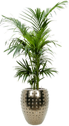 Pflanzen Arrangement „Kentia Howea forsteriana & Laos“ Gold Ø 90 x 180-190 cm