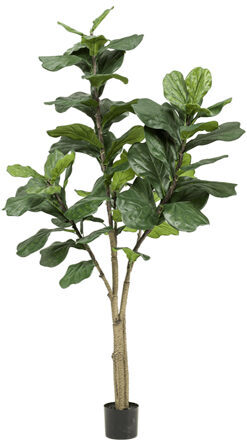 Lebensechte Kunstpflanze „Ficus Lyrata verzweigt“, Ø 80/ Höhe 180 cm