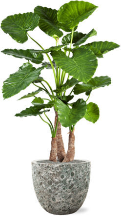 Pflanzen Arrangement „Alocasia Calidora in Lava Jade“ Ø 45/ Höhe 150-160 cm