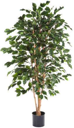 Lebensechte Kunstpflanze „Ficus Exotica“, Ø 75/ Höhe 150 cm