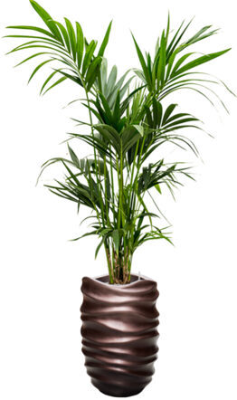 Pflanzen Arrangement „Kentia Howea forsteriana & Baq Gradient Lee“ Coffee Matt, Ø 70 x 190-200 cm