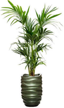 Pflanzen Arrangement „Kentia Howea forsteriana & Baq Gradient Lee“ Forest Matt, Ø 70 x 190-200 cm