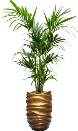 Pflanzen Arrangement „Kentia Howea forsteriana & Baq Gradient Lee“ Honey Matt, Ø 70 x 190-200 cm