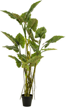 Lifelike XL artificial plant "Colocasia", Ø 65/ height 195 cm