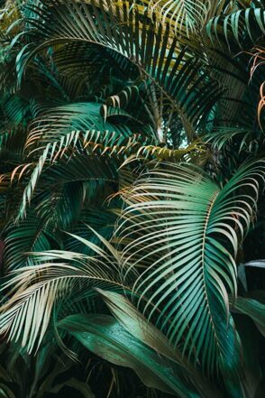 Acrylglasbild „Grüne Pflanzen“ 120 x 80 cm