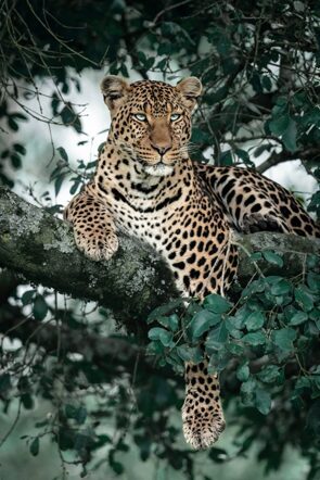 Glasbild „Leopard im Baum“ 80 x 120 cm