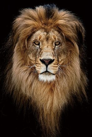 Glasbild „König der Löwen“ 80 x 120 cm