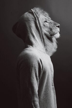 Glasbild „Löwe im Hoodie“ 60 x 90 cm