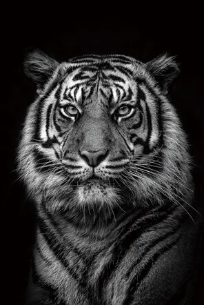 Glasbild „Königstiger“ 80 x 120 cm