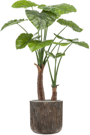 Plant arrangement "Alocasia in Baq Luxe Lite Universe Waterfall" Ø 40/ height 140-150 cm