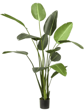 Lebensechte Kunstpflanze „Strelitzia Tuff“ Ø 100/ Höhe 190 cm