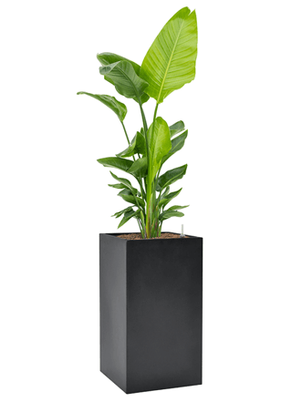 Large flower pot "Basic Square" 38 x H 68 cm - Dark gray
