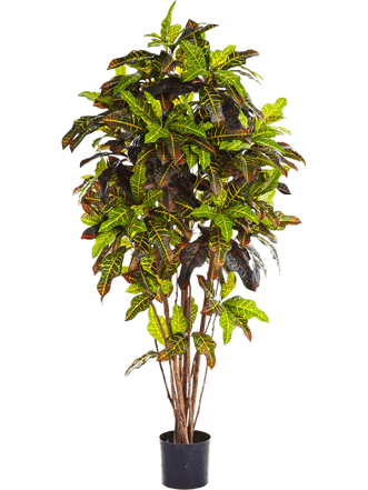 Lebensechte Kunstpflanze „Croton Exellent“, Ø 65/ Höhe 150 cm