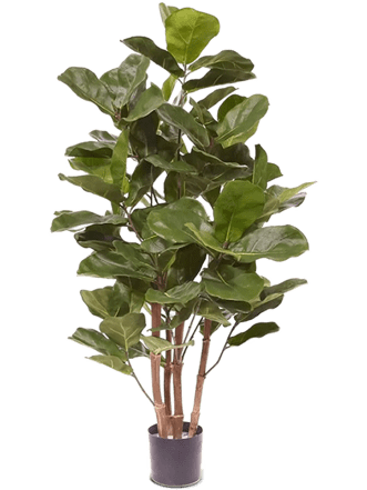 Lebensechte Kunstpflanze „Ficus Lyrata“, Ø 50/ Höhe 105 cm