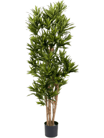 Plante artificielle réaliste "Dracaena Reflexa", Ø 60/ hauteur 150 cm