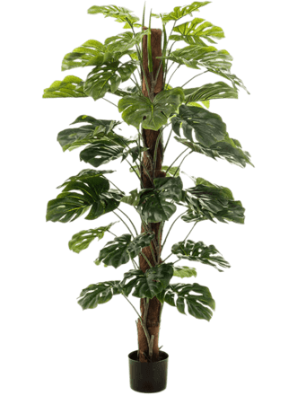 Plante artificielle réaliste "Monstera Column", Ø 75/ hauteur 150 cm