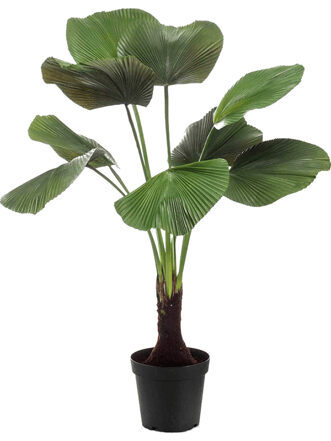 Lebensechte Kunstpflanze „Licuala Tuff“, Ø 70/ Höhe 130 cm