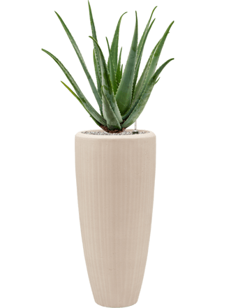 Pflanzen Arrangement „Aloe Vera barbadensis & Polystone Plain“ Beige, Ø 40 x 120-130 cm