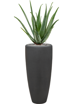 Plant arrangement "Aloe Vera barbadensis & Polystone Plain" Smoke, Ø 40 x 120-130 cm