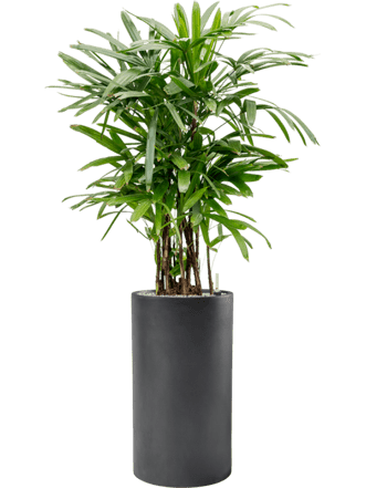 Pflanzen Arrangement „Rhapis excelsa & Baq Basic“ Ø 70 x 170-180 cm